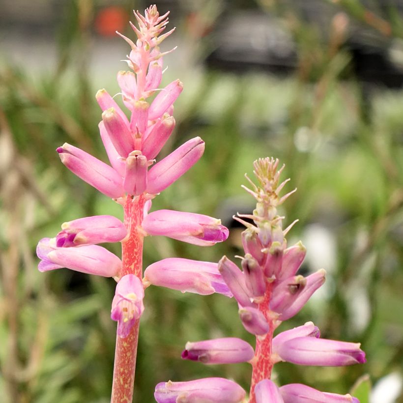 Lachenalia African Beauty Rupert - Lachenalie (Flowering)