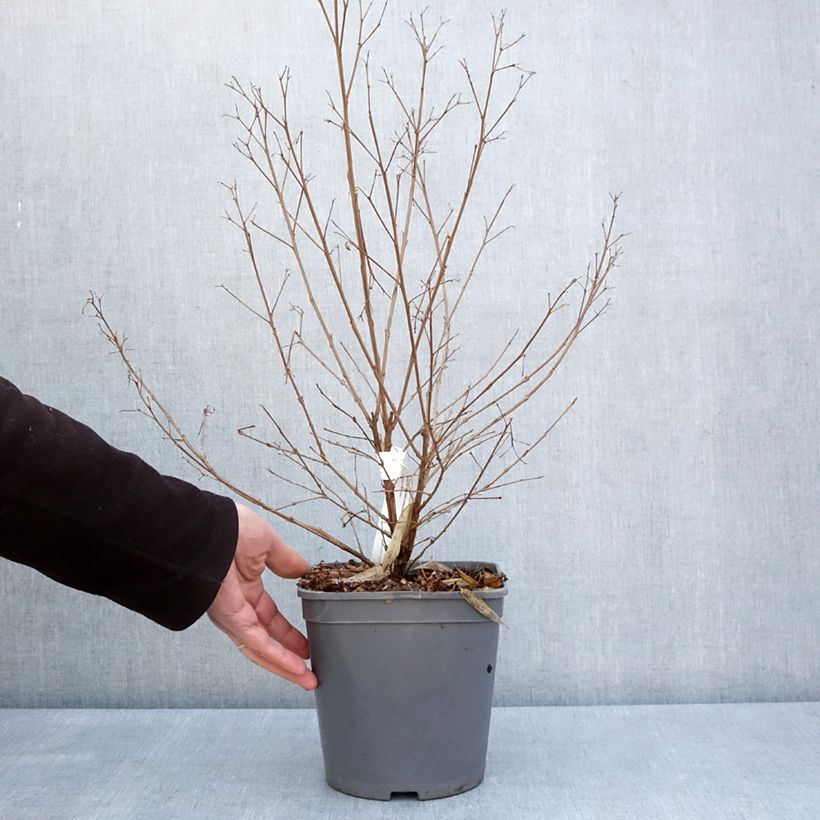 Exemplar von Chinesische Kräuselmyrte Camaïeu d'Ete - Lagerstroemia Topf mit 4L/5L wie im Frühjahr geliefert