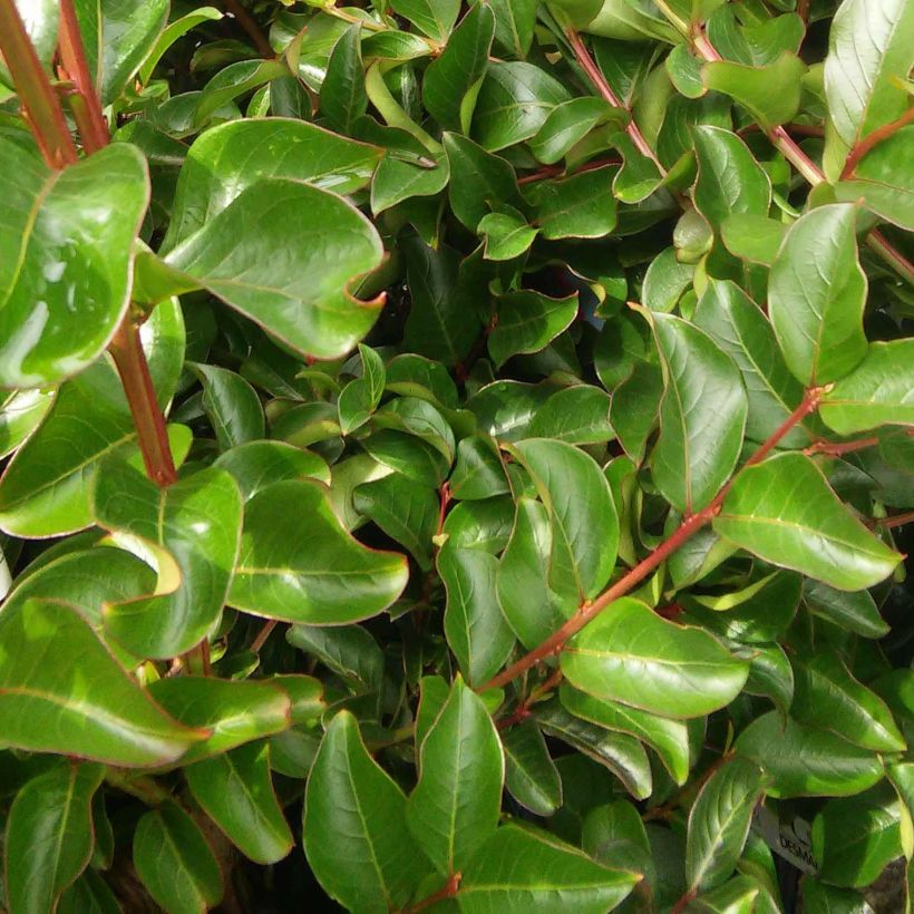 Chinesische Kräuselmyrte Violet d'Ete indyvio - Lagerstroemia (Foliage)