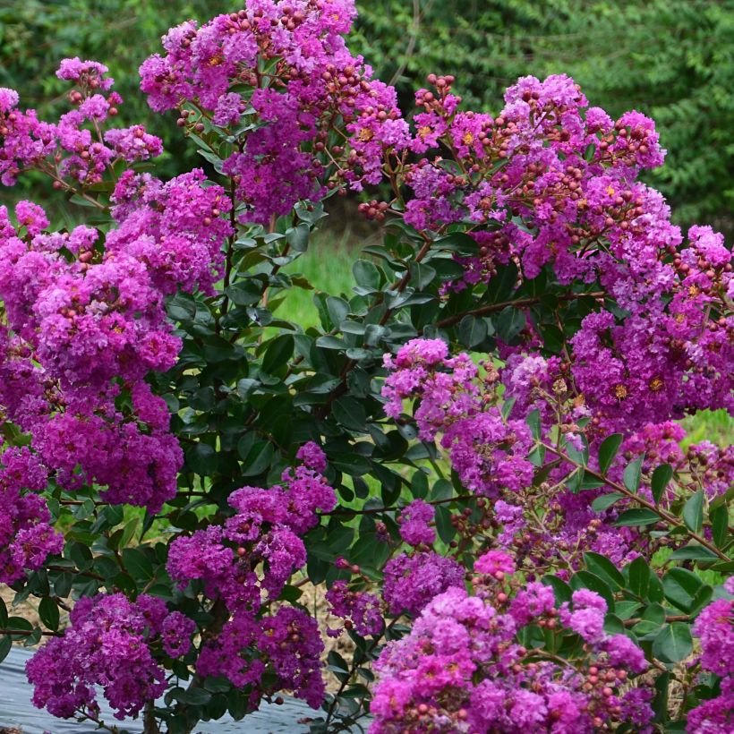 Chinesische Kräuselmyrte Violet d'Ete indyvio - Lagerstroemia (Flowering)