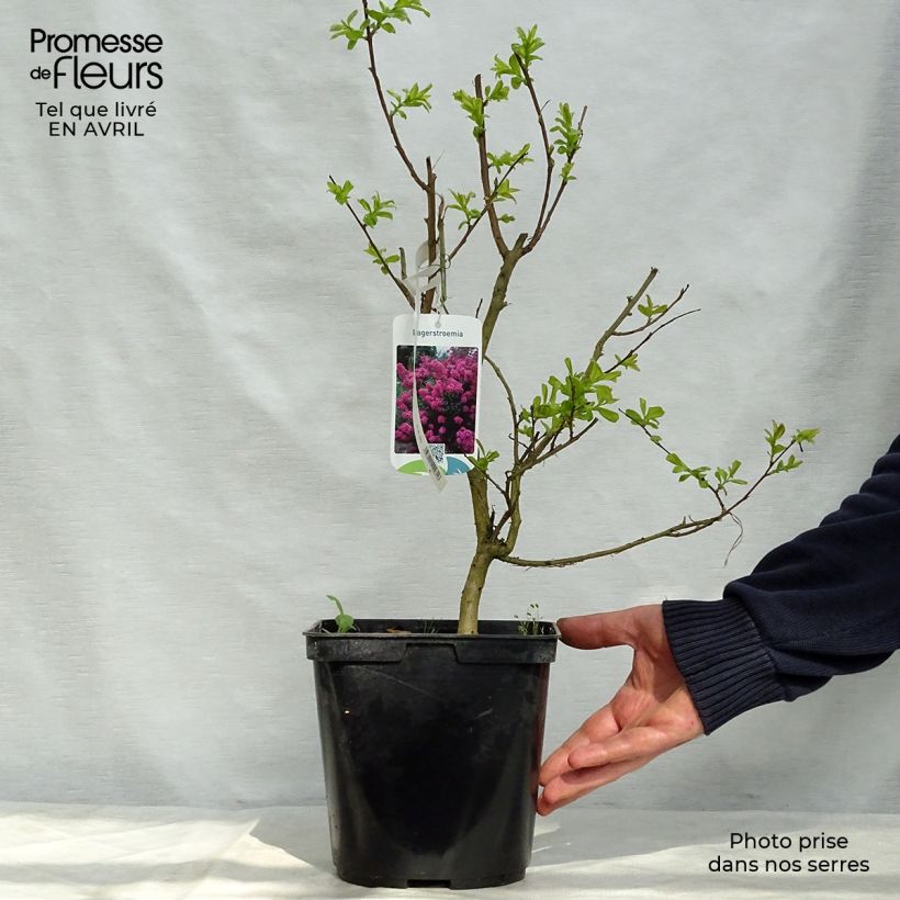 Exemplar von Chinesische Kräuselmyrte Violet d'Ete indyvio - Lagerstroemia Topf mit 3L/4L wie im Frühjahr geliefert