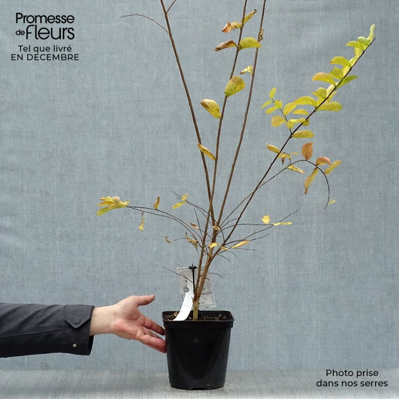 Exemplar von Chinesische Kräuselmyrte Violet d'Ete indyvio - Lagerstroemia Topf mit 3L/4L wie im Winter geliefert