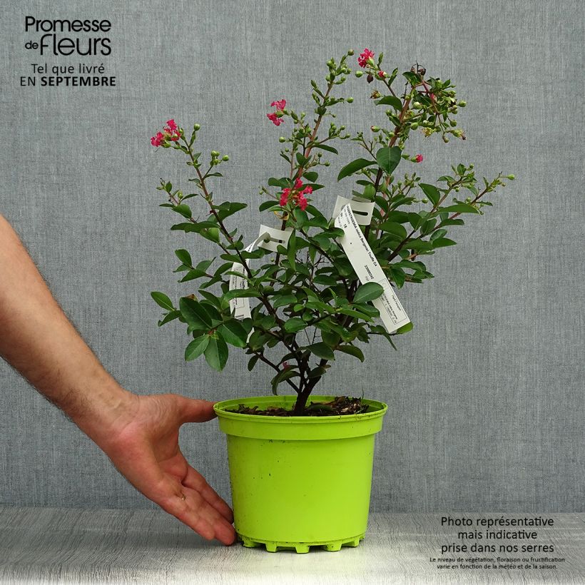 Example of Chinesische Kräuselmyrte Bergerac - Lagerstroemia Topf mit 3L/4L as you get in automne