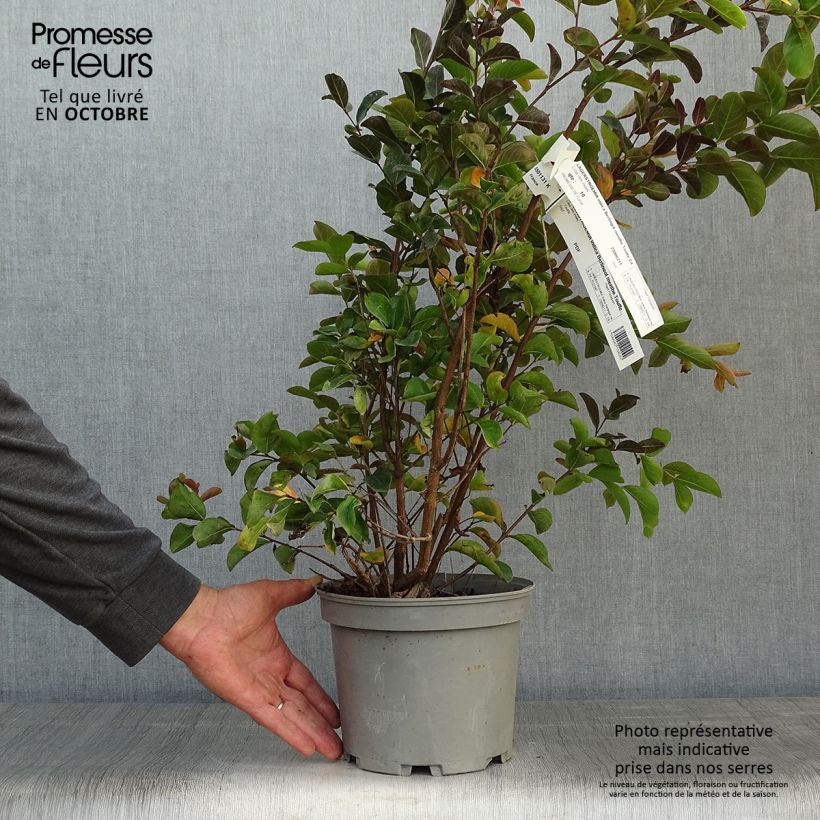 Example of Chinesische Kräuselmyrte Berlingot Menthe - Lagerstroemia Topf mit 3L/4L as you get in automne