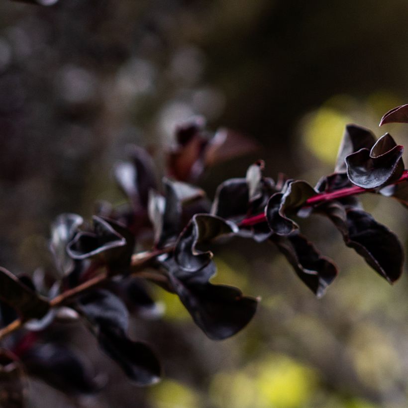 Chinesische Kräuselmyrte Black Diamond Lavender Lace - Lagerstroemia (Foliage)