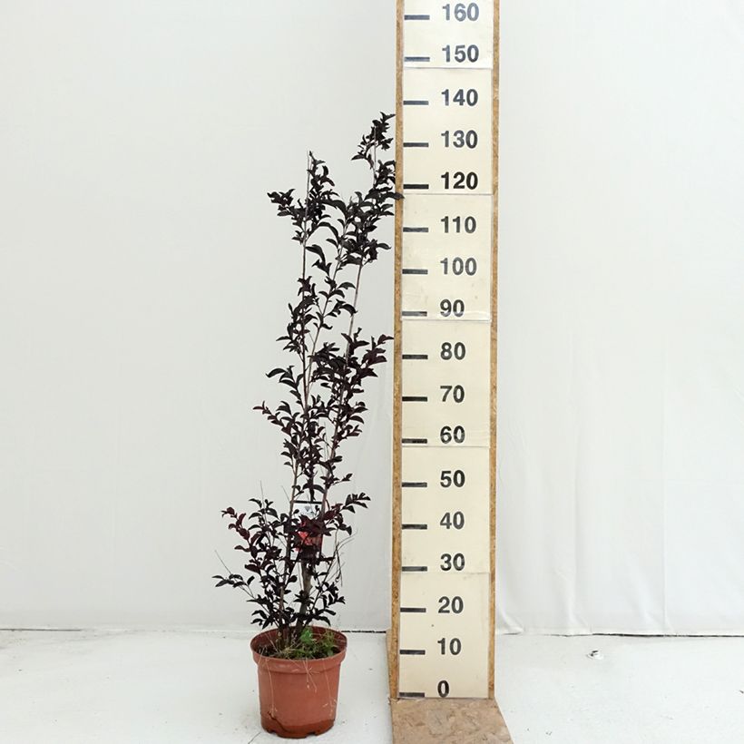 Example of Chinesische Kräuselmyrte Black Solitaire Crimson Red - Lagerstroemia Topf mit 3L/4L as you get in ete