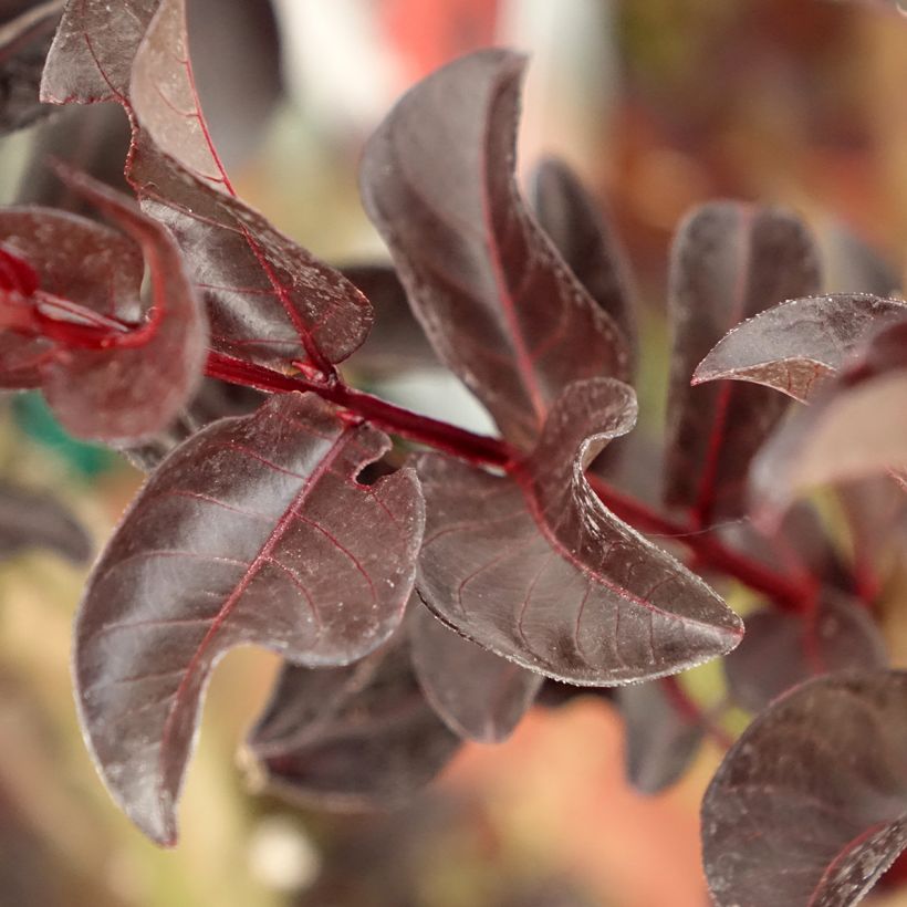 Chinesische Kräuselmyrte Black Solitaire Crimson Red - Lagerstroemia (Foliage)