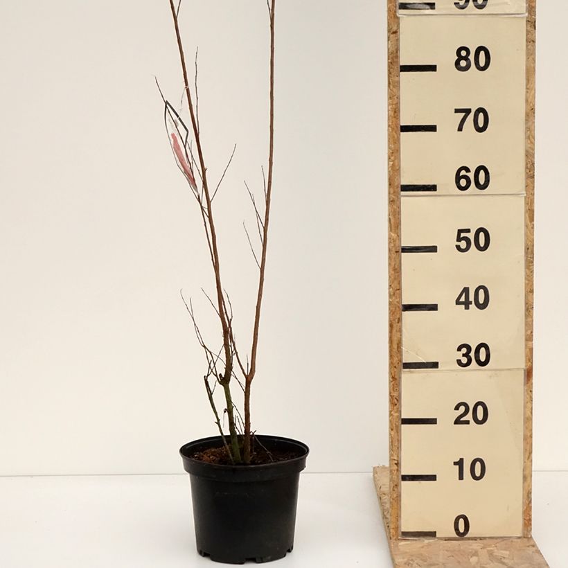 Example of Chinesische Kräuselmyrte Black Solitaire Red Hot - Lagerstroemia Topf mit 4L/5L as you get in hiver