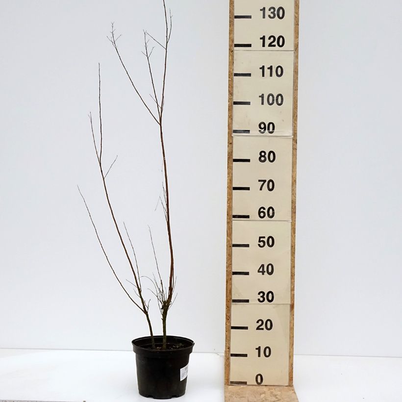 Exemplar von Chinesische Kräuselmyrte Black Solitaire Red Hot - Lagerstroemia Topf mit 4L/5L wie im Frühjahr geliefert