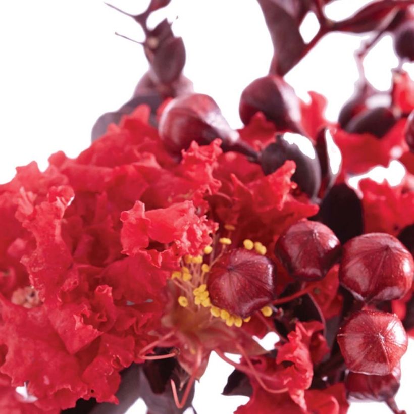 Chinesische Kräuselmyrte Black Solitaire Crimson Red - Lagerstroemia (Flowering)