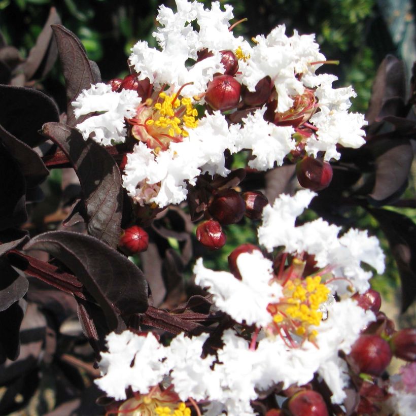 Chinesische Kräuselmyrte Black Solitaire Pure White - Lagerstroemia (Flowering)