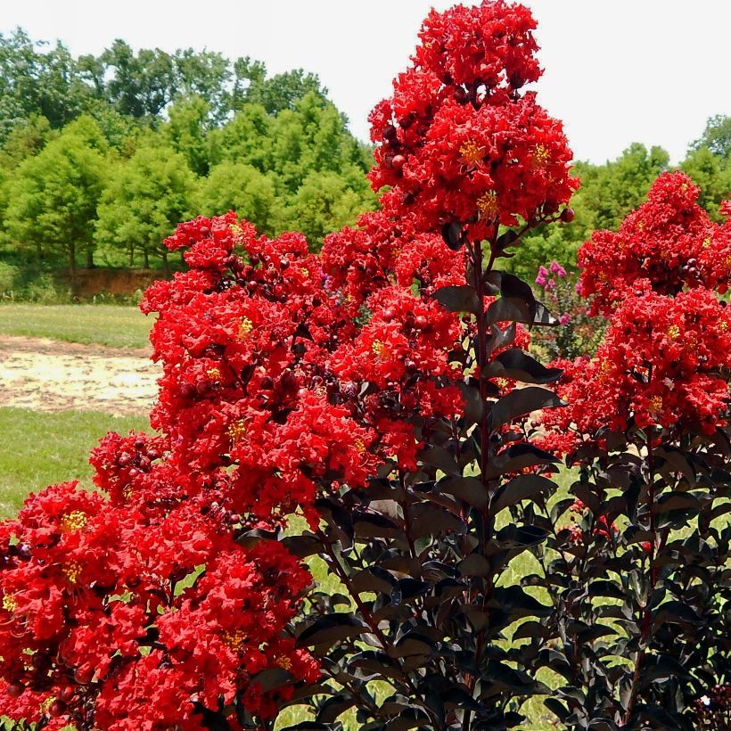 Chinesische Kräuselmyrte Black Solitaire Red Hot - Lagerstroemia (Flowering)