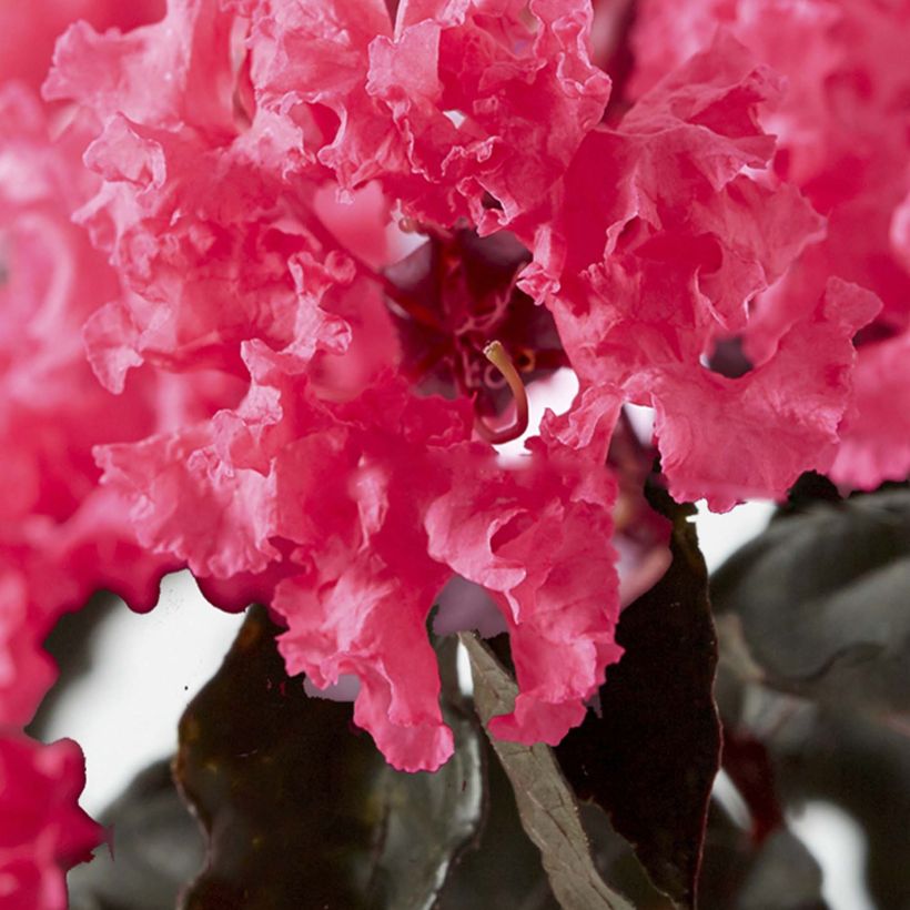 Chinesische Kräuselmyrte Black Solitaire Shell Pink - Lagerstroemia (Flowering)