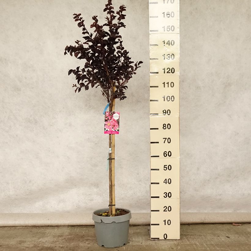 Example of Chinesische Kräuselmyrte Black Solitaire Shell Pink - Lagerstroemia Topf mit 7,5L/10L as you get in ete