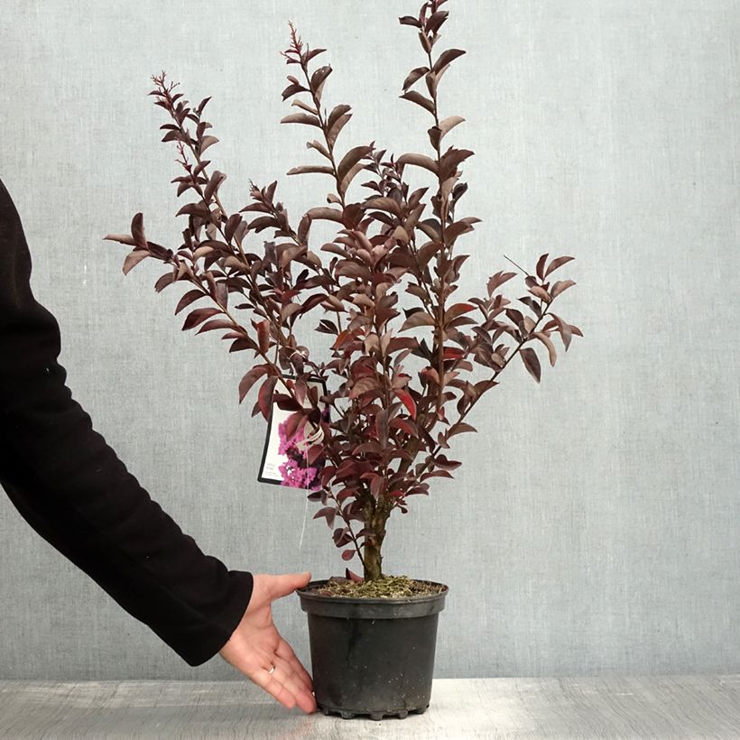 Example of Chinesische Kräuselmyrte Black Solitaire Shell Pink - Lagerstroemia Topf mit 3L/4L as you get in automne
