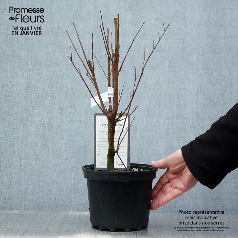 Exemplar von Chinesische Kräuselmyrte Black Solitaire Shell Pink - Lagerstroemia Topf mit 3L/4L wie im Winter geliefert