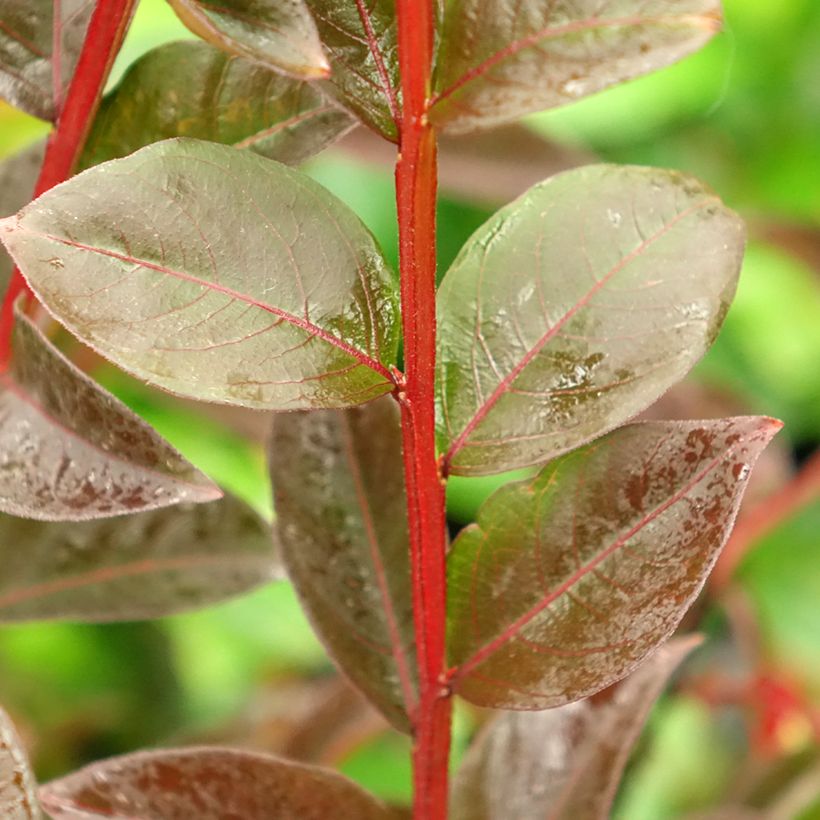 Chinesische Kräuselmyrte Black Solitaire Shell Pink - Lagerstroemia (Foliage)