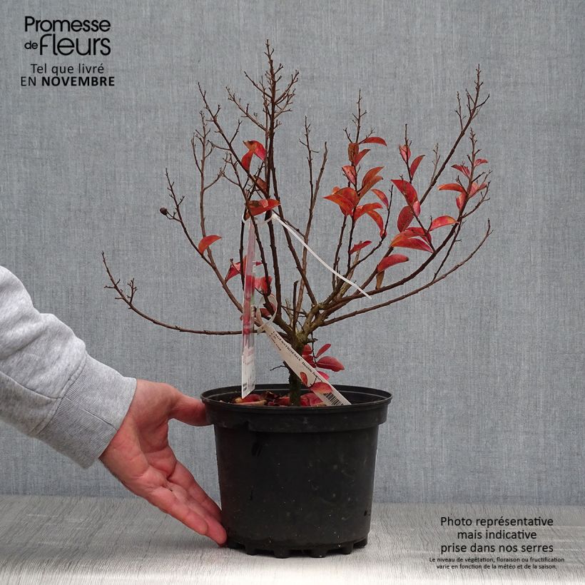 Example of Chinesische Kräuselmyrte Play It Again Double Feature - Lagerstroemia Topf mit 2L/3L as you get in automne