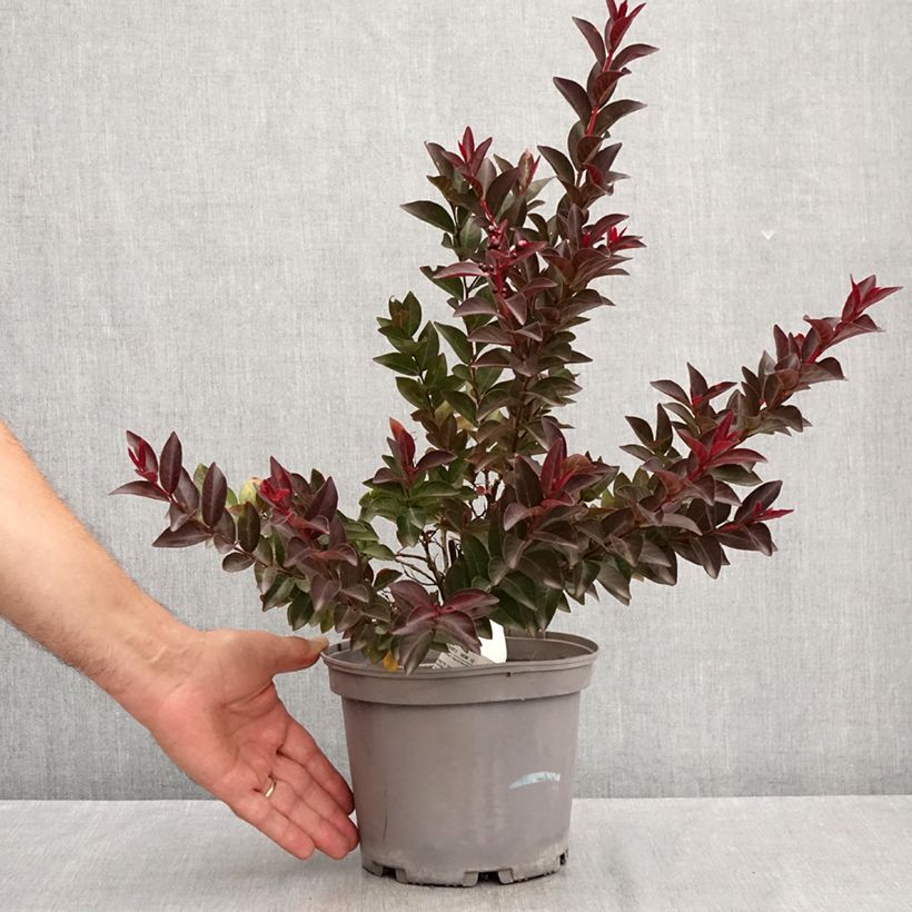 Exemplar von Chinesische Kräuselmyrte Play It Again Double Feature - Lagerstroemia Topf mit 2L/3L wie im Sommer geliefert