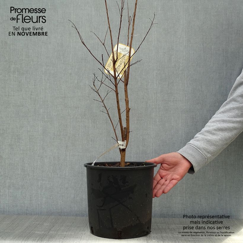 Example of Chinesische Kräuselmyrte Dynamite - Lagerstroemia Topf mit 7,5L/10L as you get in automne