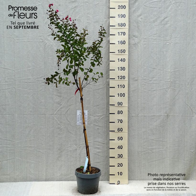 Example of Chinesische Kräuselmyrte Dynamite - Lagerstroemia Topf mit 7,5L/10L as you get in automne