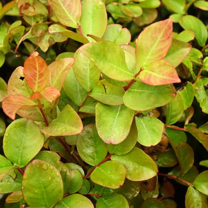 Chinesische Kräuselmyrte Dynamite - Lagerstroemia (Foliage)