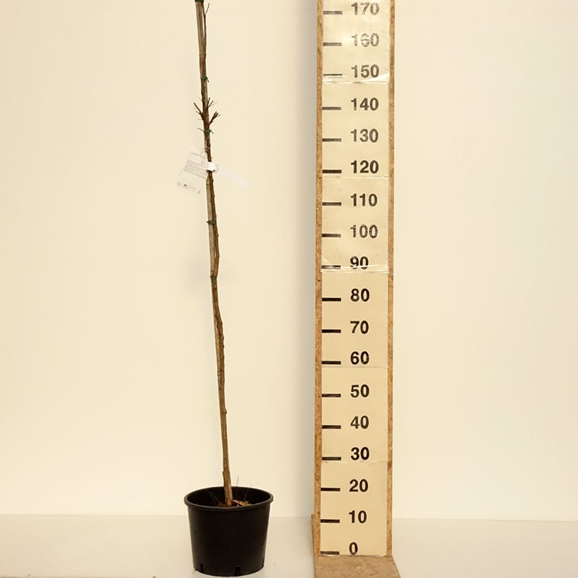 Exemplar von Chinesische Kräuselmyrte Dynamite - Lagerstroemia Topf mit 7,5L/10L, Stamm wie im Frühjahr geliefert