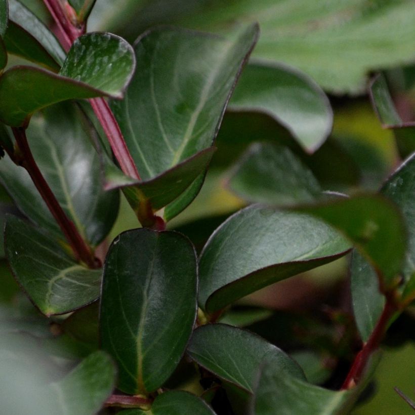 Chinesische Kräuselmyrte Mauve - Lagerstroemia (Foliage)