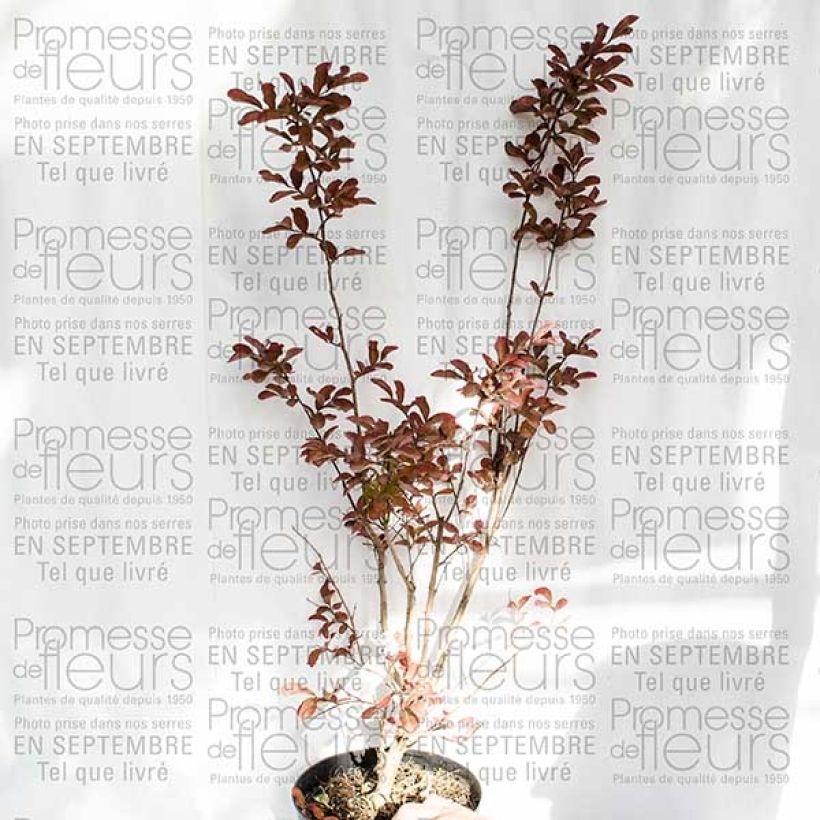 Example of Chinesische Kräuselmyrte Mauve - Lagerstroemia Topf mit 2L/3L as you get