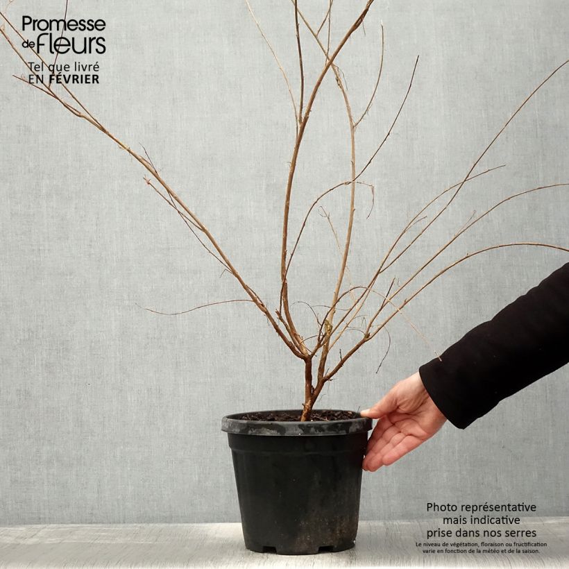Example of Chinesische Kräuselmyrte Nivea - Lagerstroemia Topf mit 6L/7L as you get in hiver