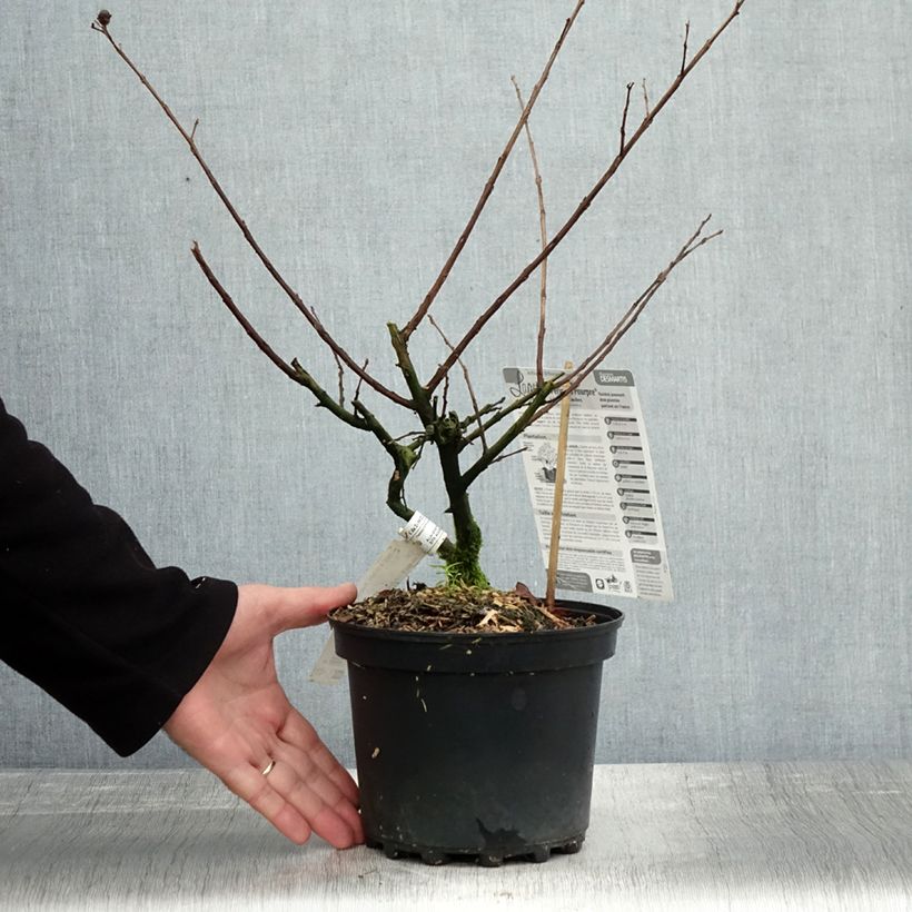 Example of Chinesische Kräuselmyrte Périgord Pourpre - Lagerstroemia Topf mit 3L/4L as you get in automne