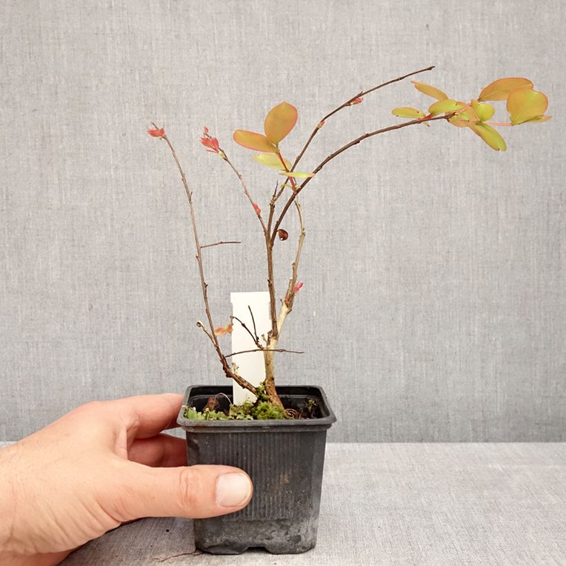 Exemplar von Chinesische Kräuselmyrte Petite Snow - Lagerstroemia Kleine Töpfe von 8/9 cm wie im Frühjahr geliefert