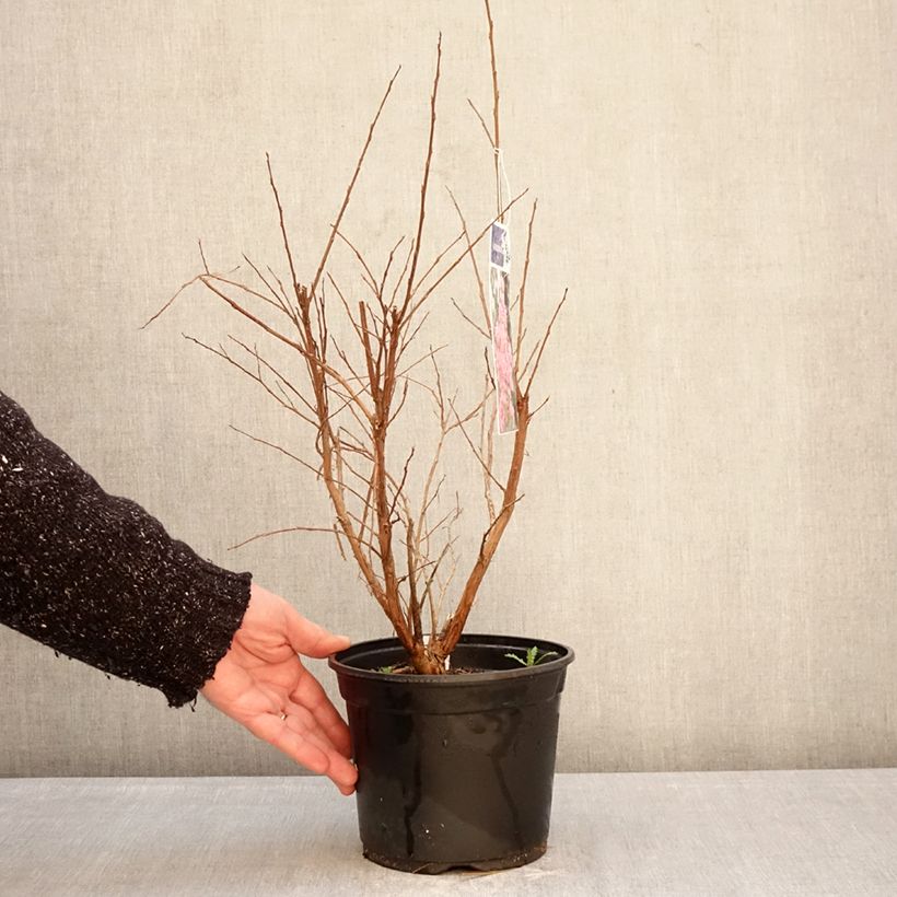 Exemplar von Chinesische Kräuselmyrte Pink Grand Sud - Lagerstroemia Topf mit 3L/4L, Strauch wie im Winter geliefert