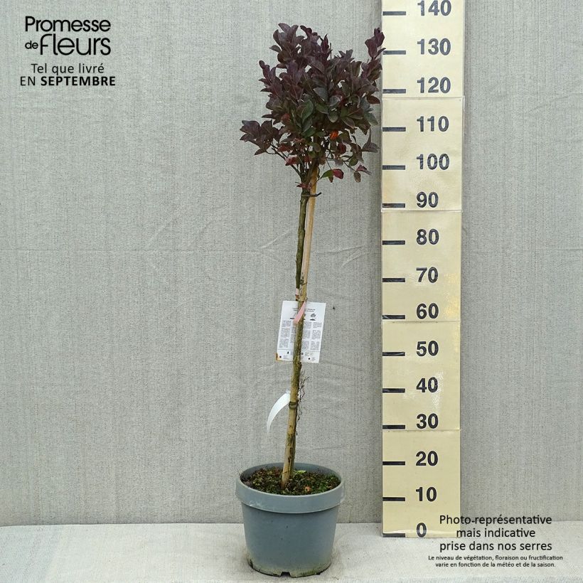 Example of Chinesische Kräuselmyrte Pink Velours - Lagerstroemia Topf mit 7,5L/10L as you get in ete