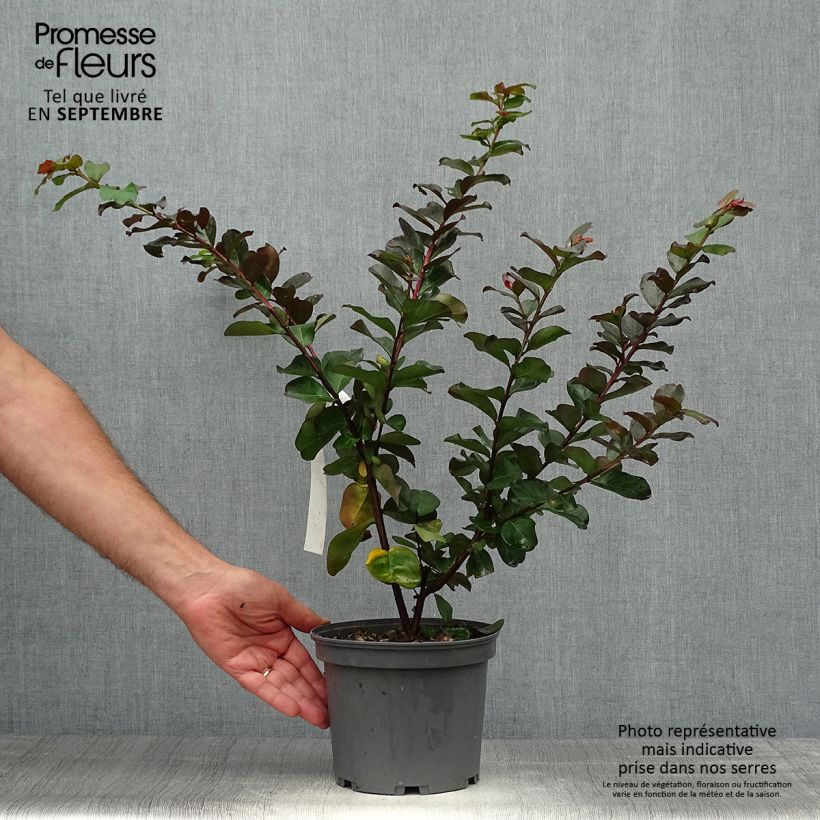 Example of Chinesische Kräuselmyrte Pink Velours - Lagerstroemia Topf mit 3L/4L as you get in automne