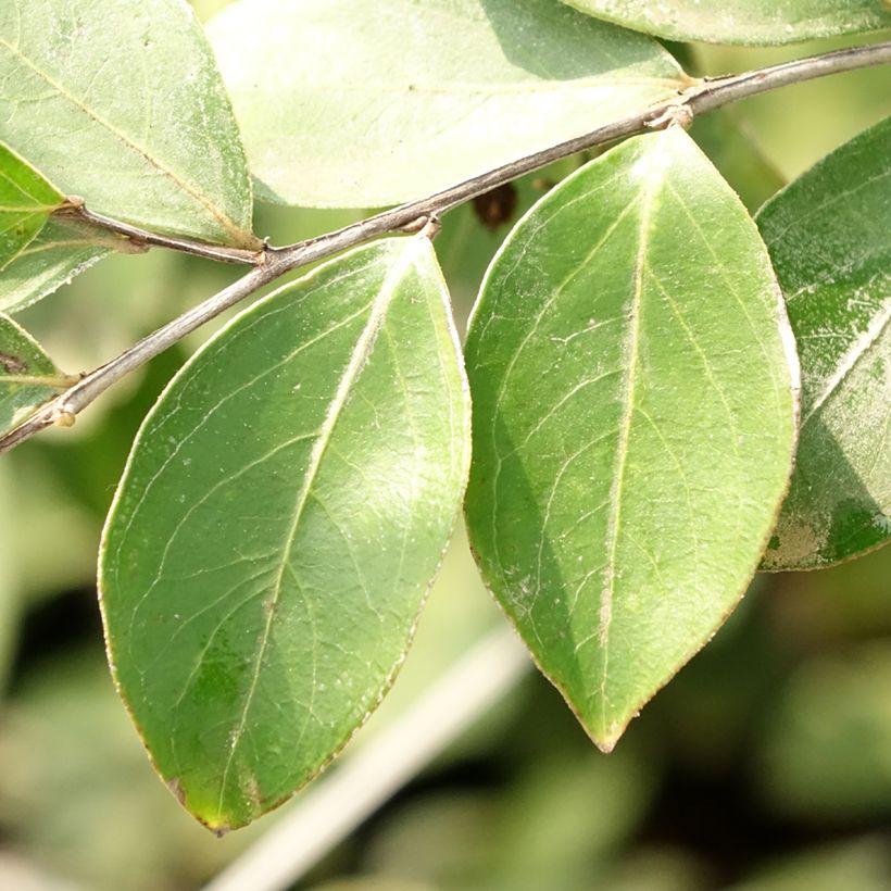 Chinesische Kräuselmyrte Pixie White - Lagerstroemia (Foliage)