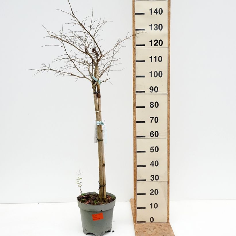 Exemplar von Chinesische Kräuselmyrte Pixie White - Lagerstroemia Topf mit 7,5L/10L, Halbstamm wie im Herbst geliefert