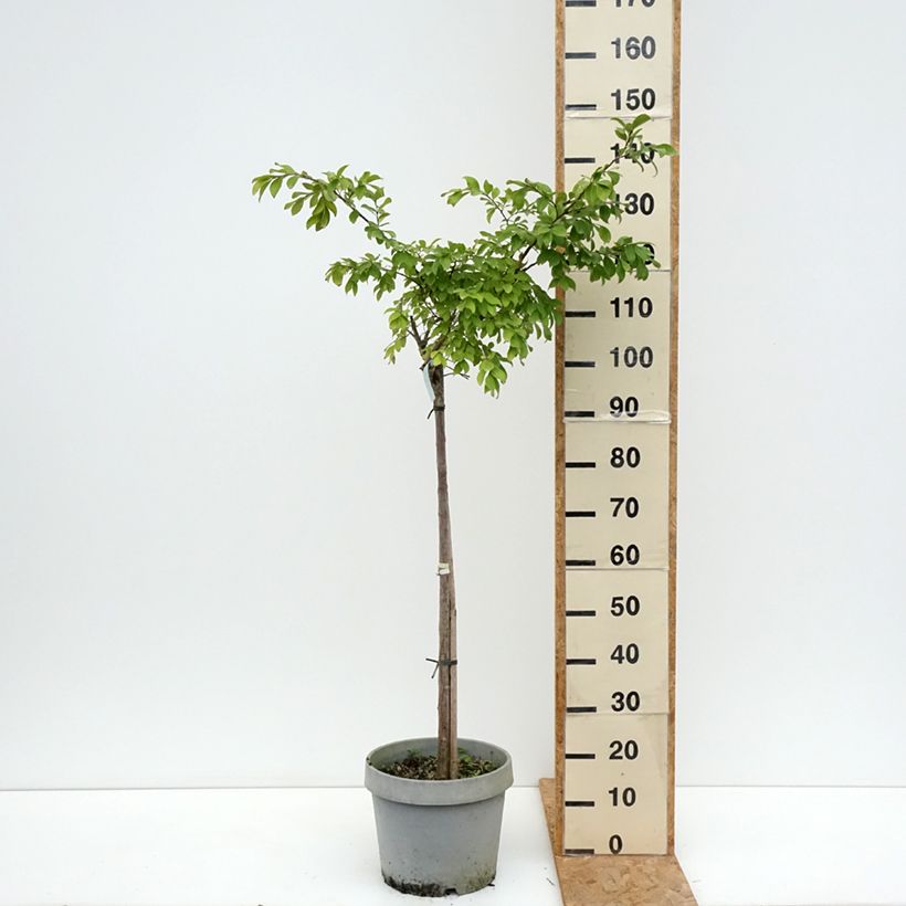 Example of Chinesische Kräuselmyrte Pixie White - Lagerstroemia Topf mit 7,5L/10L as you get in ete