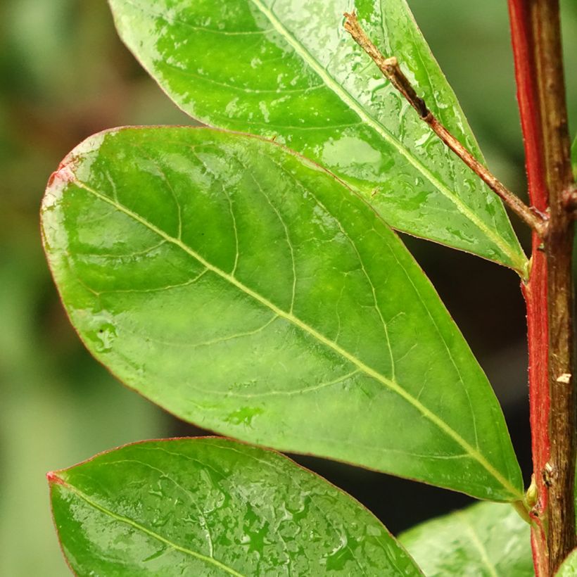 Chinesische Kräuselmyrte Red imperator - Lagerstroemia (Foliage)