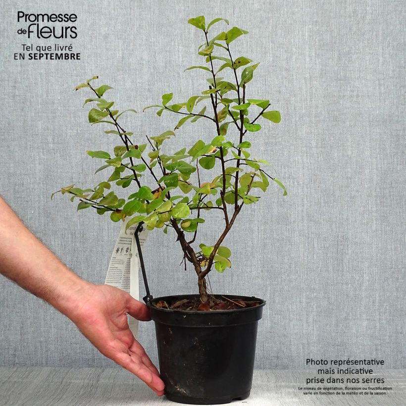 Example of Chinesische Kräuselmyrte Rose Fuchsia - Lagerstroemia Topf mit 3L/4L as you get in automne