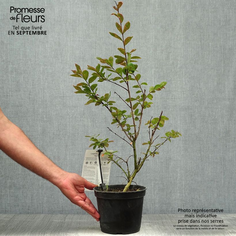Example of Chinesische Kräuselmyrte Rose Indien - Lagerstroemia Topf mit 3L/4L as you get in automne