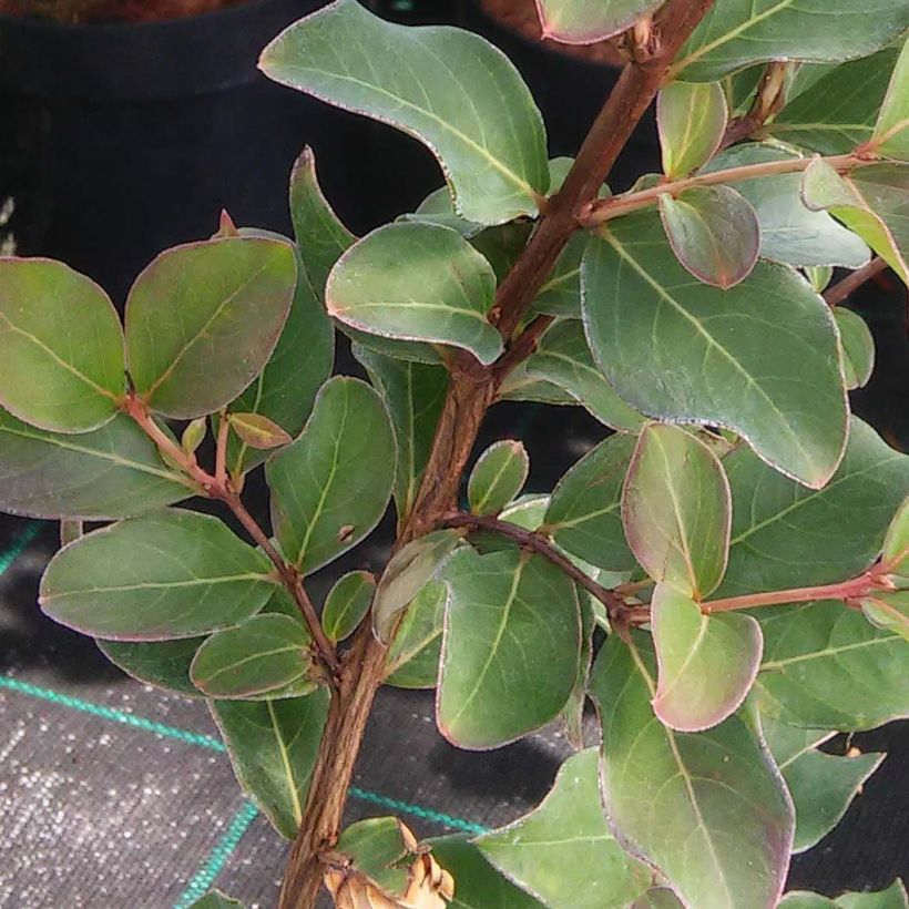 Chinesische Kräuselmyrte Summer Beauty Centennial - Lagerstroemia (Foliage)