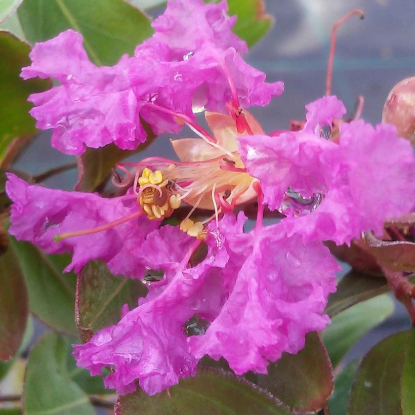 Chinesische Kräuselmyrte Summer Beauty Centennial - Lagerstroemia (Flowering)