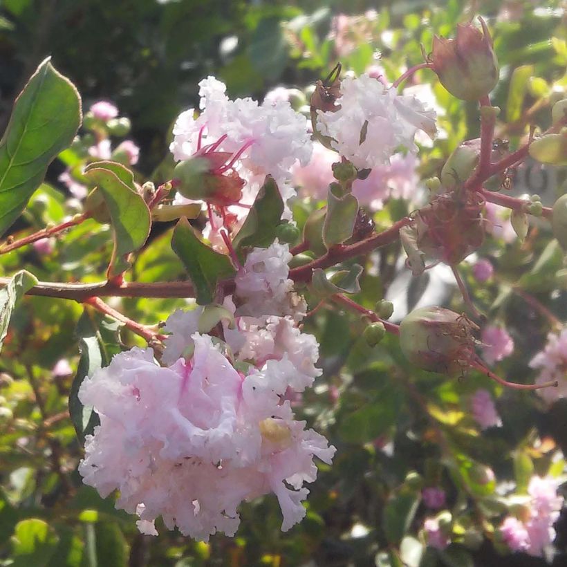 Chinesische Kräuselmyrte Summer Beauty Hope - Lagerstroemia (Flowering)