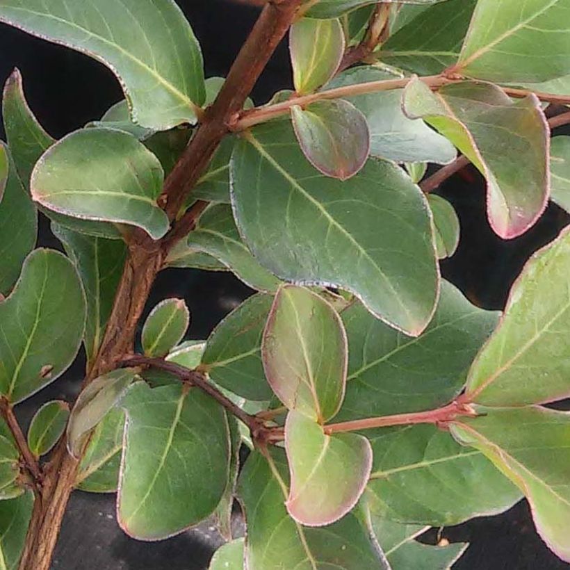 Chinesische Kräuselmyrte Summer Beauty Ozark Spring - Lagerstroemia (Foliage)