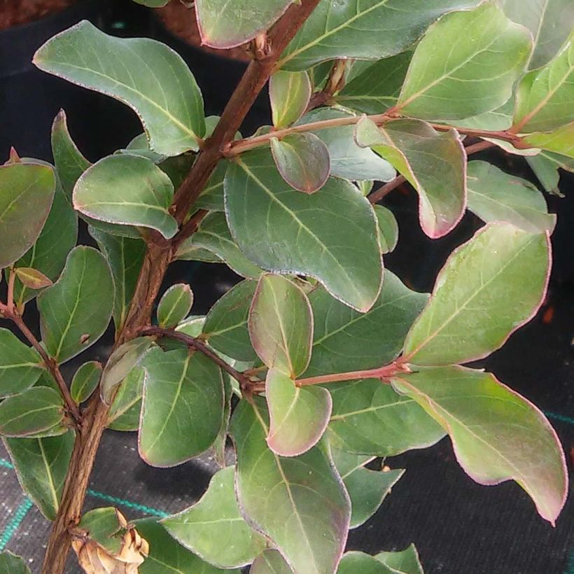 Chinesische Kräuselmyrte Summer Beauty Velma's Royal Delight - Lagerstroemia (Foliage)