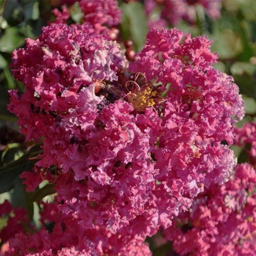 Chinesische Kräuselmyrte Summer Beauty Velma's Royal Delight - Lagerstroemia (Flowering)