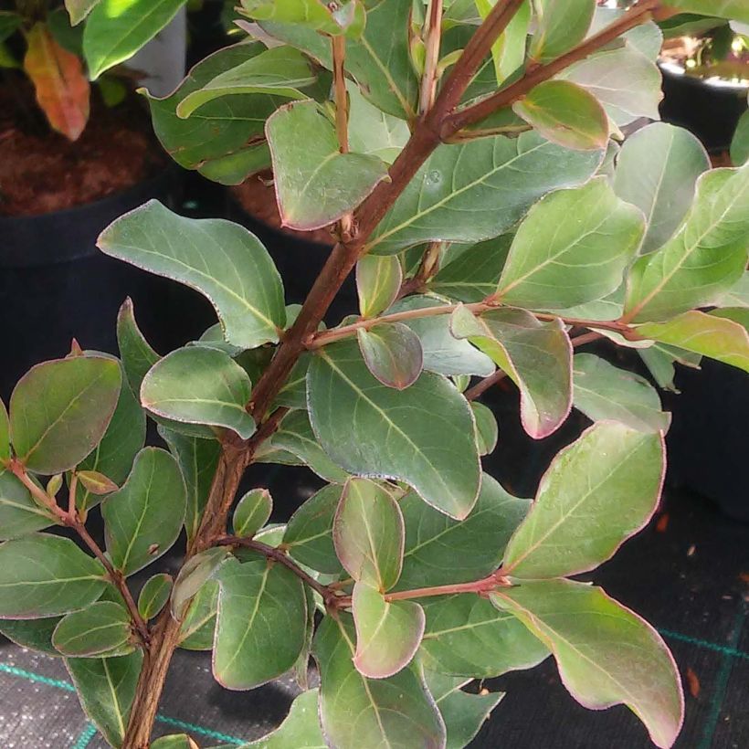 Chinesische Kräuselmyrte Summer Beauty Victor - Lagerstroemia (Foliage)