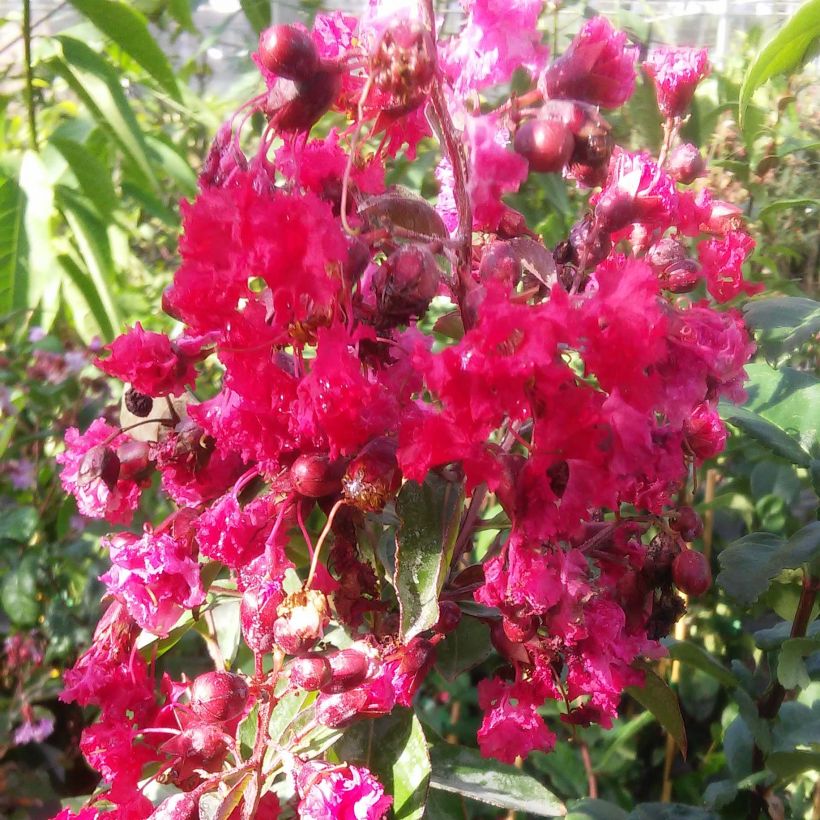 Chinesische Kräuselmyrte Summer Beauty Victor - Lagerstroemia (Flowering)
