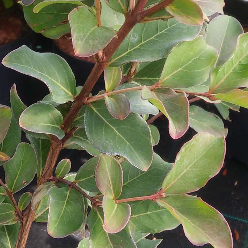 Chinesische Kräuselmyrte Summer Charm Acoma - Lagerstroemia (Foliage)